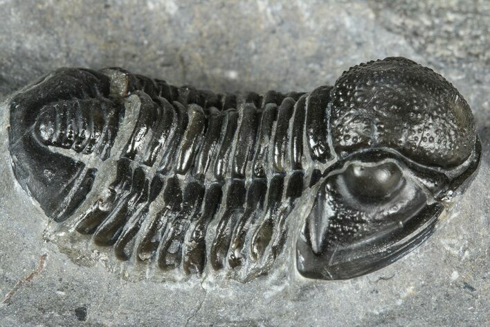 Detailed Gerastos Trilobite Fossil - Morocco #363952